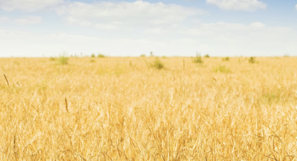 掌牛宝 极端天气频发对中国粮食生产有何影响？